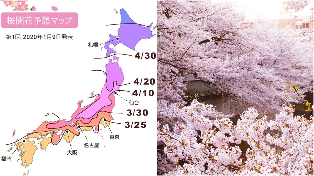 收這張圖訂機票！2020日本櫻花特報，京都、大阪滿開時刻「巧撞台灣連假」