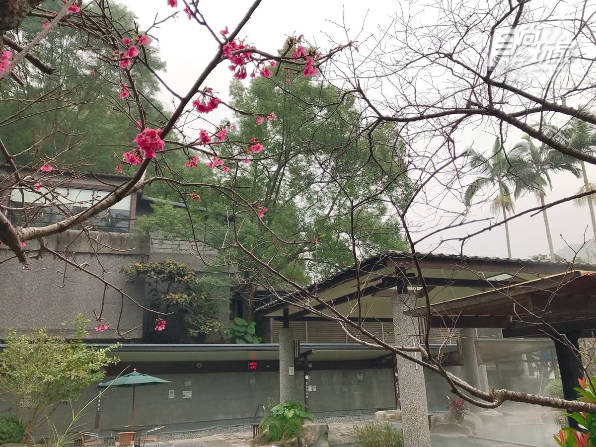 櫻花樹下泡湯只要600元!新北「日本祕境」房間就有無敵山景超好拍 櫻花樹下泡湯只要600元!新北「日本祕境」房間就有無敵山景超好拍