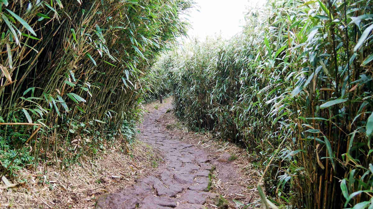 台灣唯一火山步道,台北最高峰七星山輕鬆登頂路線,幼稚園小孩都能走 台灣唯一火山步道,台北最高峰七星山輕鬆登頂路線,幼稚園小孩都能走