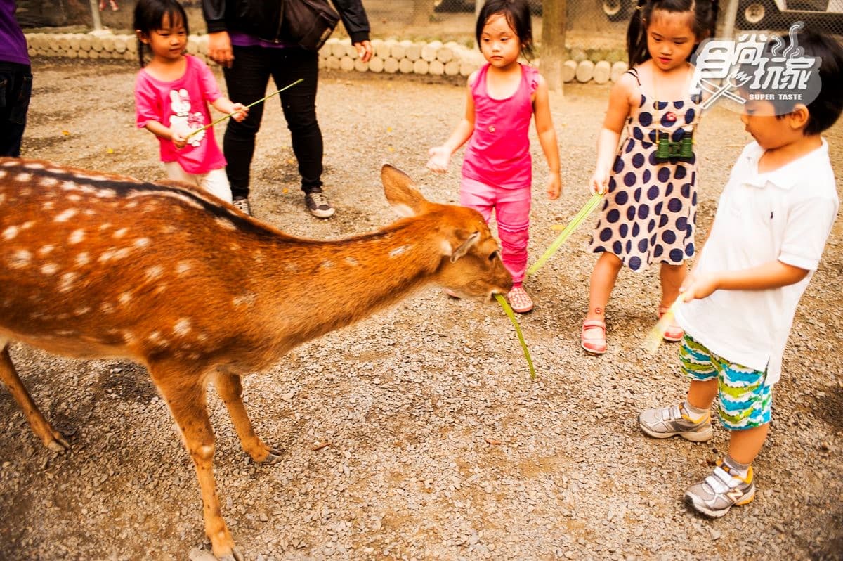 寒假遛小孩首選!全台12個動物系休閒農場,餵鹿、看鸚鵡耍寶還能玩滑草 寒假遛小孩首選!全台12個動物系休閒農場,餵鹿、看鸚鵡耍寶還能玩滑草