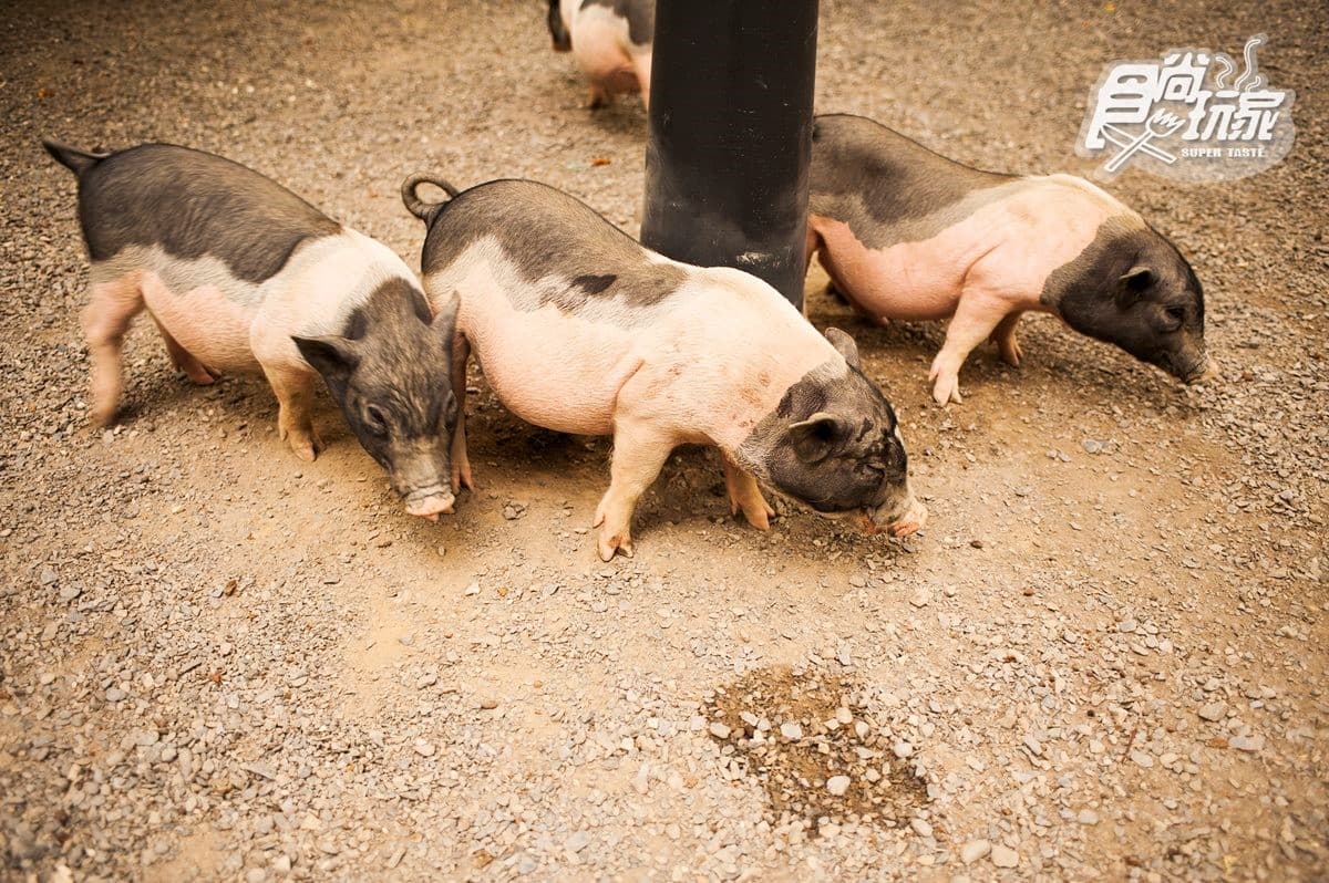 寒假遛小孩首選!全台12個動物系休閒農場,餵鹿、看鸚鵡耍寶還能玩滑草 寒假遛小孩首選!全台12個動物系休閒農場,餵鹿、看鸚鵡耍寶還能玩滑草