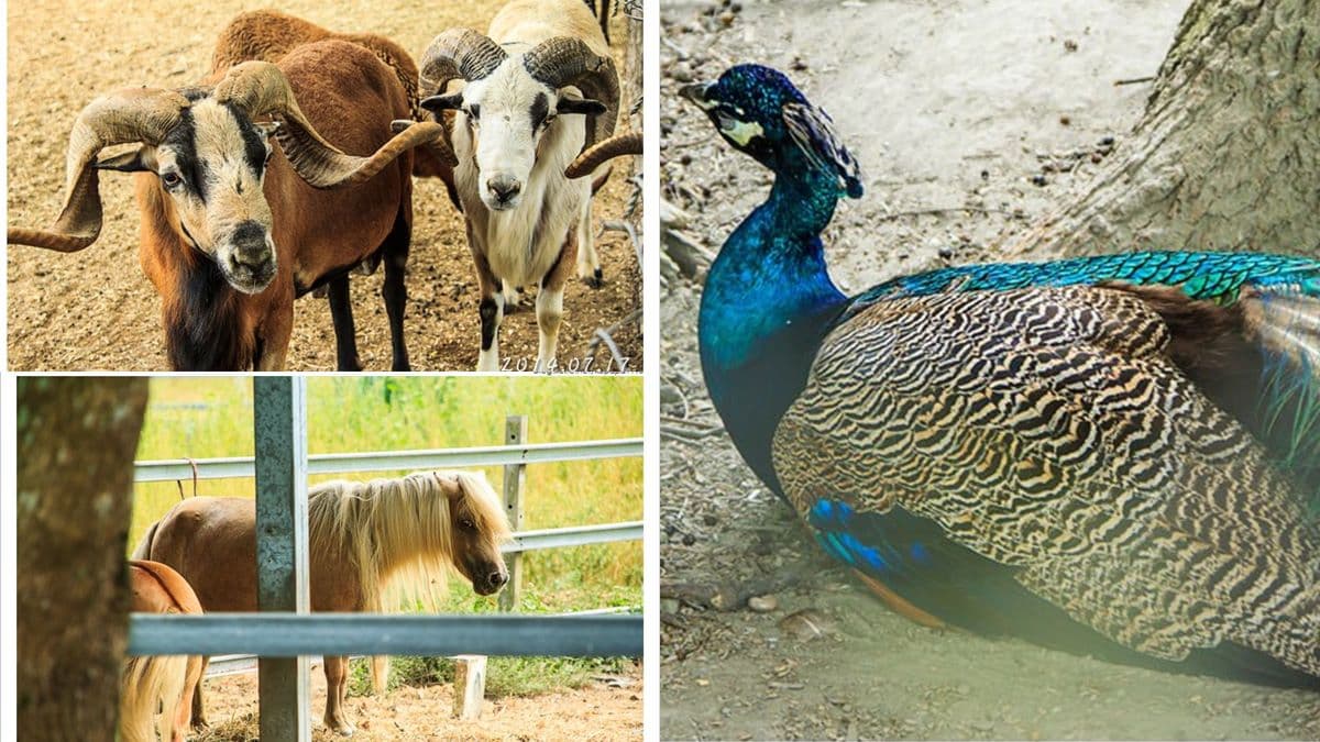 寒假遛小孩首選!全台12個動物系休閒農場,餵鹿、看鸚鵡耍寶還能玩滑草 寒假遛小孩首選!全台12個動物系休閒農場,餵鹿、看鸚鵡耍寶還能玩滑草