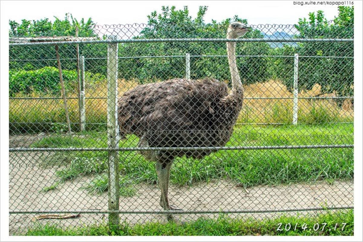 寒假遛小孩首選!全台12個動物系休閒農場,餵鹿、看鸚鵡耍寶還能玩滑草 寒假遛小孩首選!全台12個動物系休閒農場,餵鹿、看鸚鵡耍寶還能玩滑草
