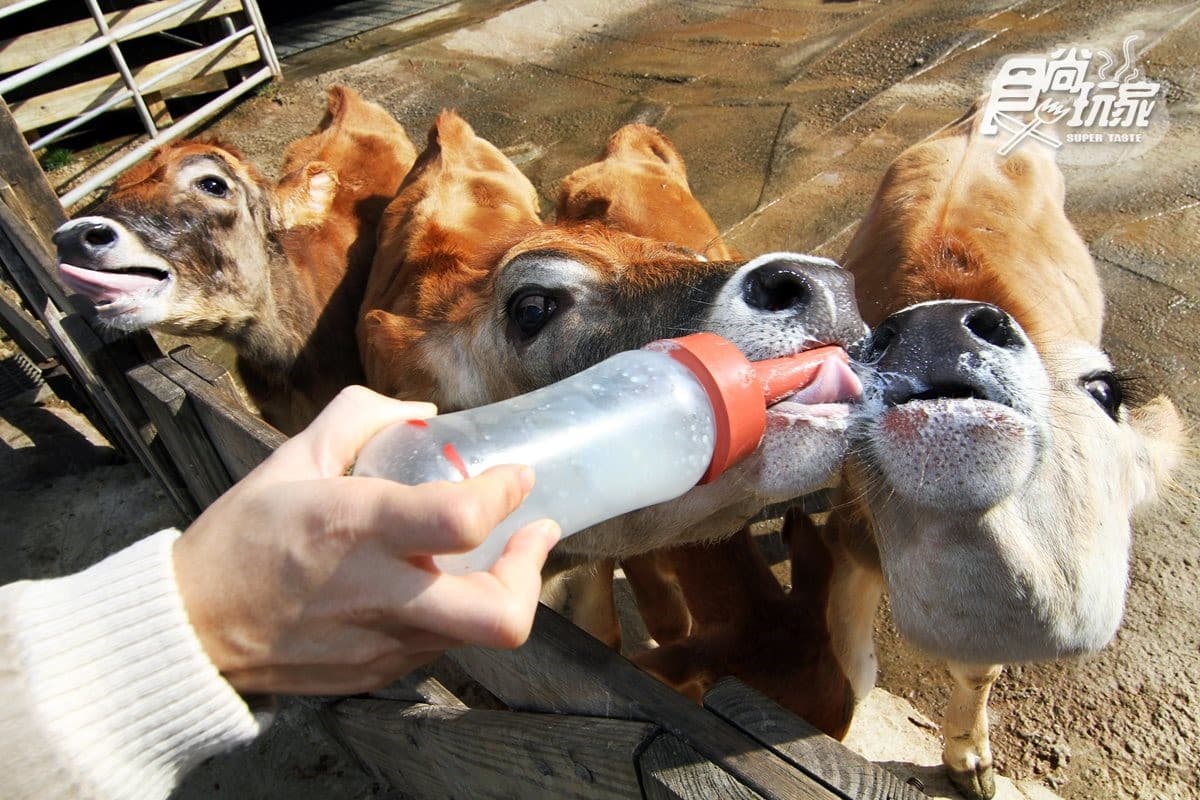 寒假遛小孩首選!全台12個動物系休閒農場,餵鹿、看鸚鵡耍寶還能玩滑草 寒假遛小孩首選!全台12個動物系休閒農場,餵鹿、看鸚鵡耍寶還能玩滑草
