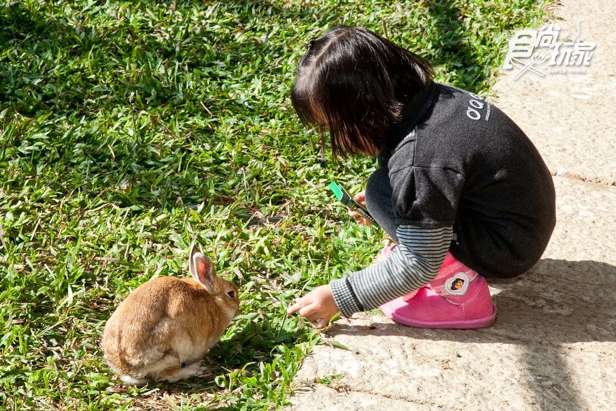 寒假遛小孩首選!全台12個動物系休閒農場,餵鹿、看鸚鵡耍寶還能玩滑草 寒假遛小孩首選!全台12個動物系休閒農場,餵鹿、看鸚鵡耍寶還能玩滑草