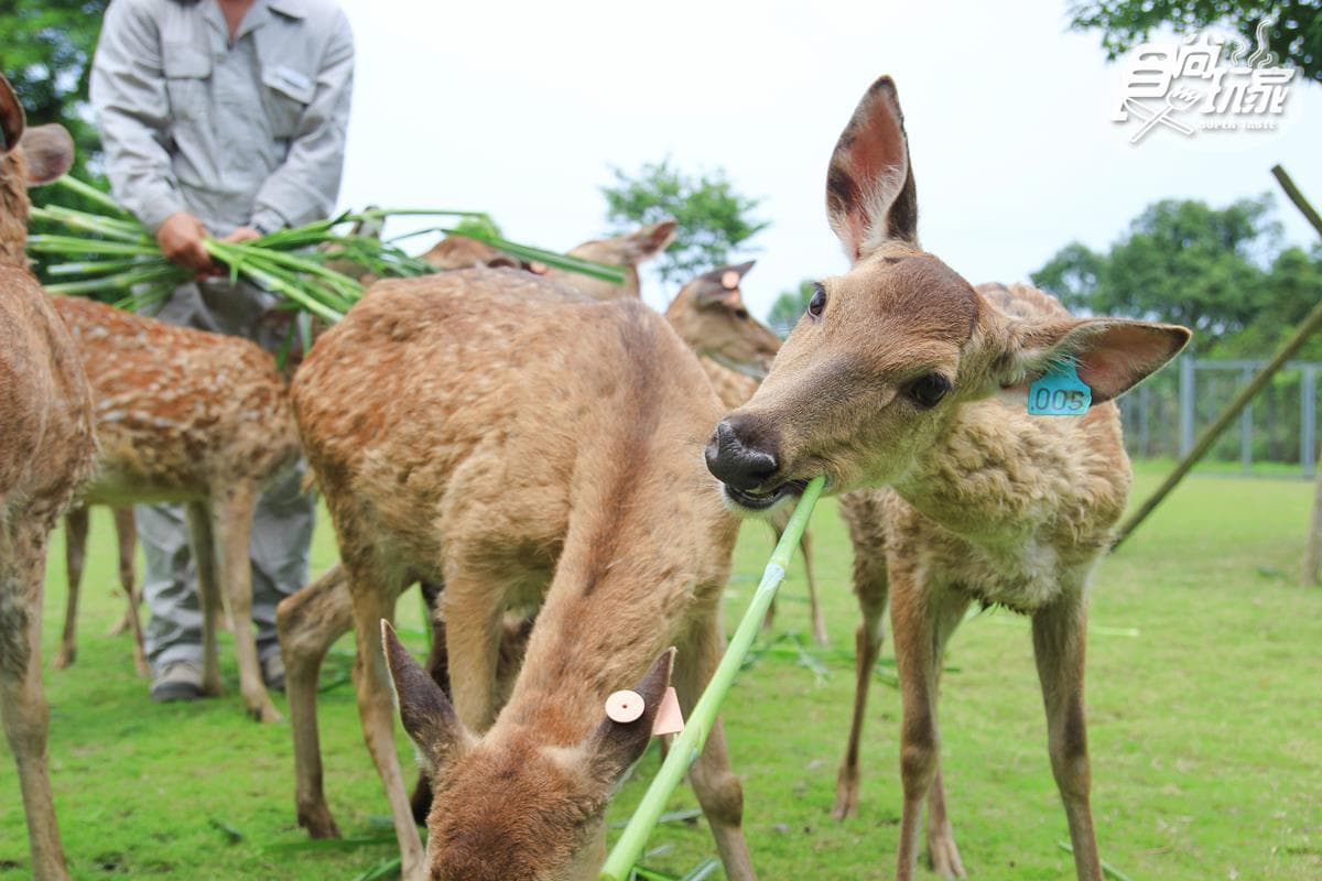 寒假遛小孩首選!全台12個動物系休閒農場,餵鹿、看鸚鵡耍寶還能玩滑草 寒假遛小孩首選!全台12個動物系休閒農場,餵鹿、看鸚鵡耍寶還能玩滑草