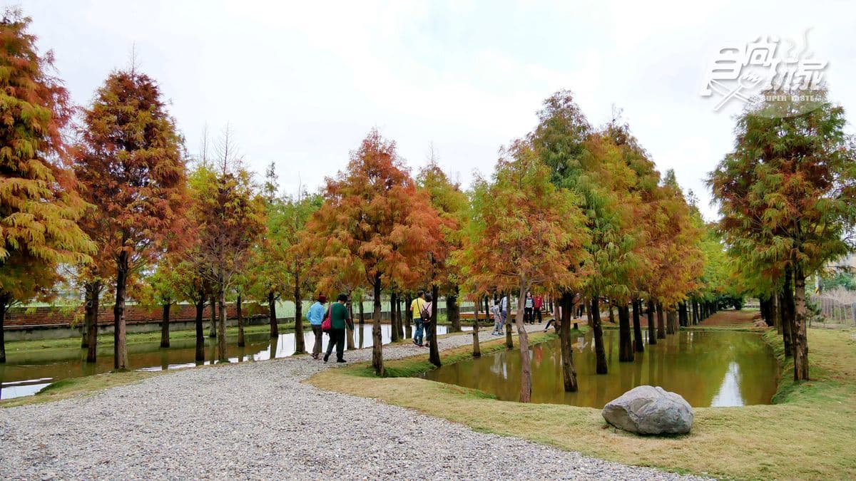 現在還看得到落羽松！田邊工廠裡藏祕境，必拍松林步道、水中倒影