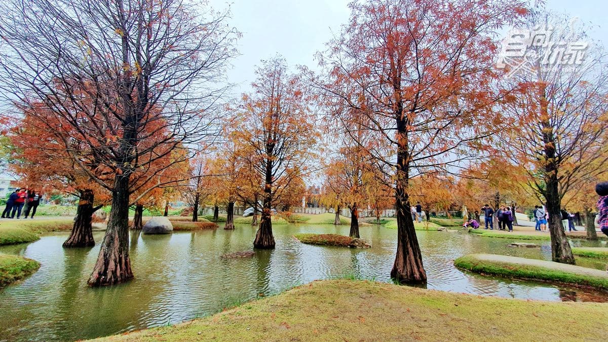 現在還看得到落羽松！田邊工廠裡藏祕境，必拍松林步道、水中倒影