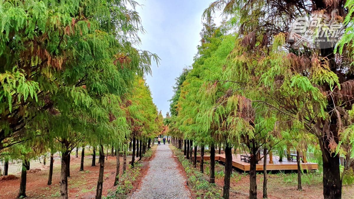 現在還看得到落羽松！田邊工廠裡藏祕境，必拍松林步道、水中倒影