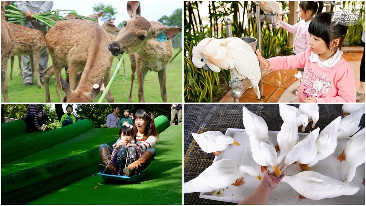 寒假遛小孩首選！全台12個動物系休閒農場，餵鹿、看鸚鵡耍寶還能玩滑草