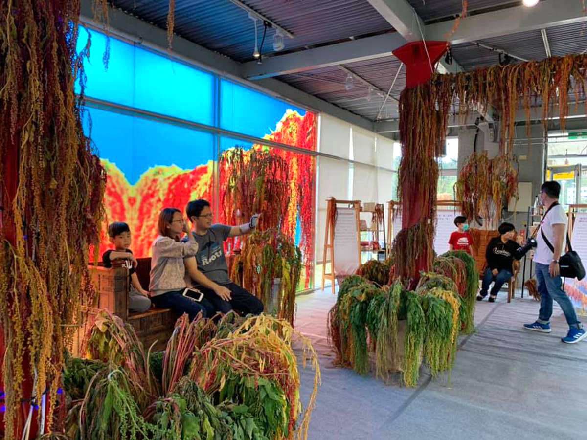 原來紅藜這麼美！台東限時美拍景點「紅吱吱」，這兩個鳥籠超好拍