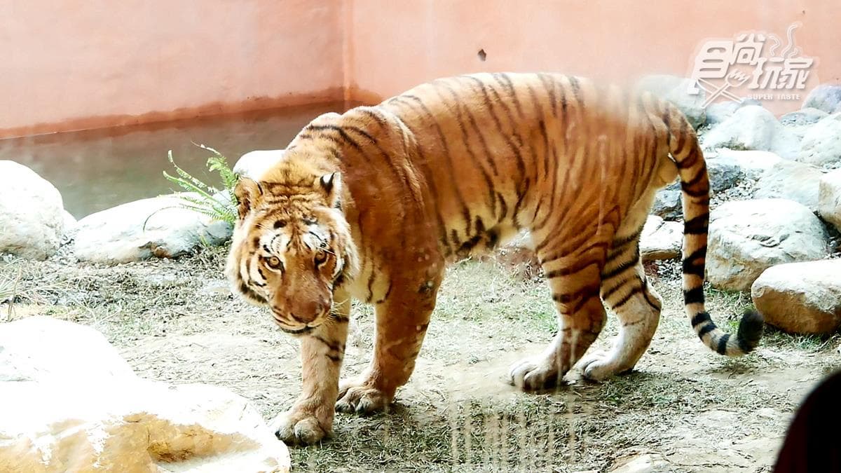 籠子不關動物卻「關人」？地下通道零距離看兩隻老虎，新竹動物園5亮點