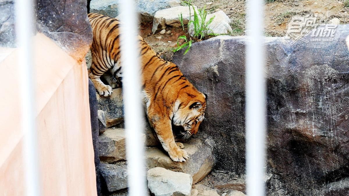 籠子不關動物卻「關人」？地下通道零距離看兩隻老虎，新竹動物園5亮點