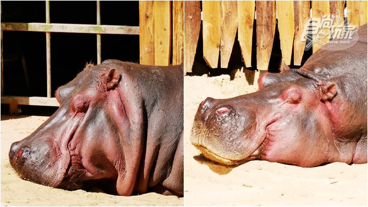 籠子不關動物卻「關人」？地下通道零距離看兩隻老虎，新竹動物園5亮點