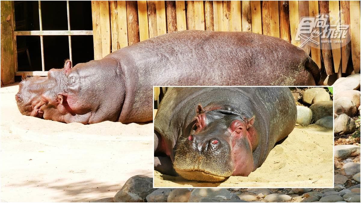 籠子不關動物卻「關人」？地下通道零距離看兩隻老虎，新竹動物園5亮點