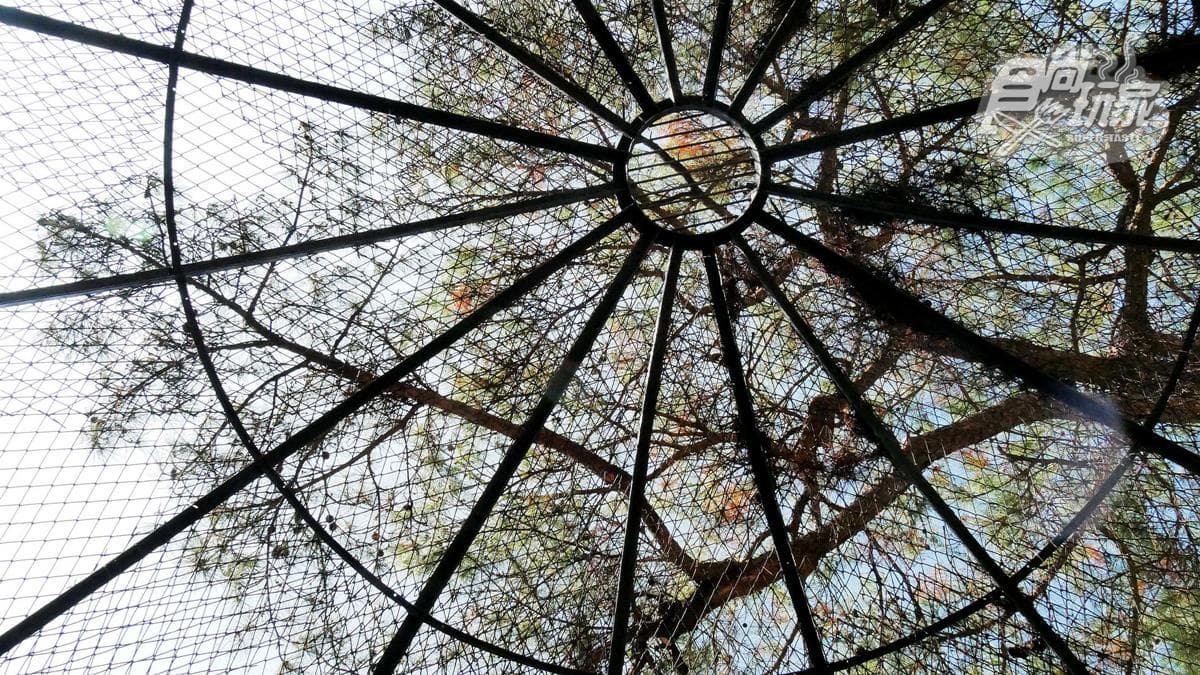 籠子不關動物卻「關人」？地下通道零距離看兩隻老虎，新竹動物園5亮點