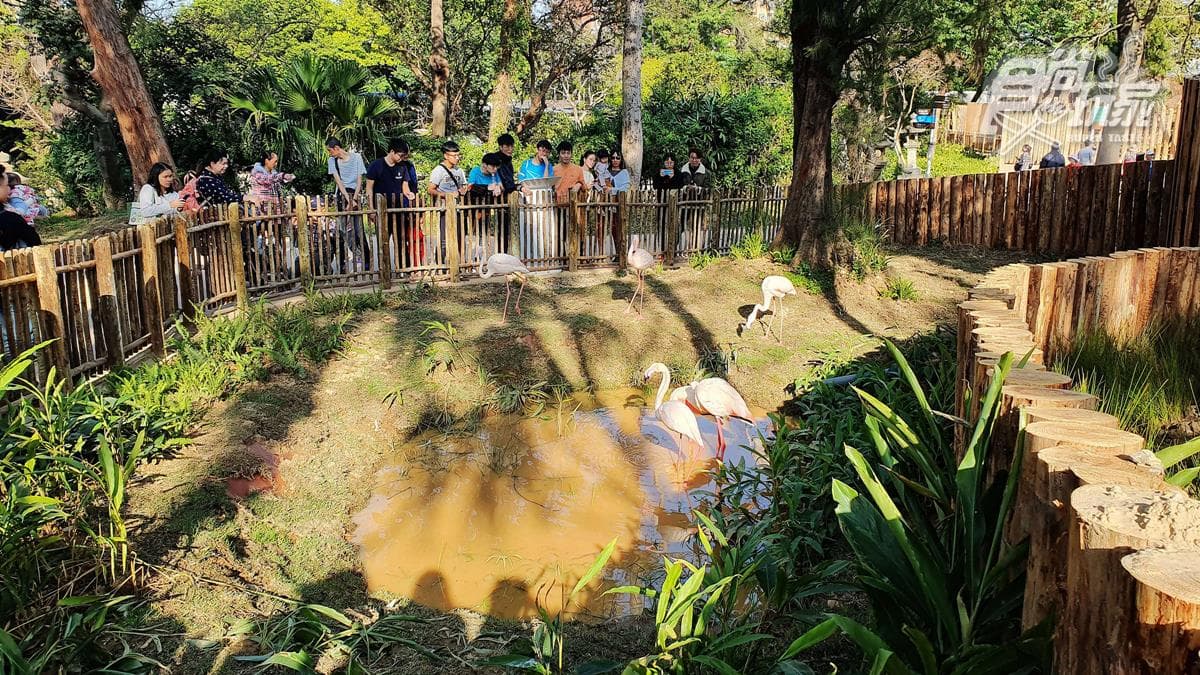 籠子不關動物卻「關人」？地下通道零距離看兩隻老虎，新竹動物園5亮點
