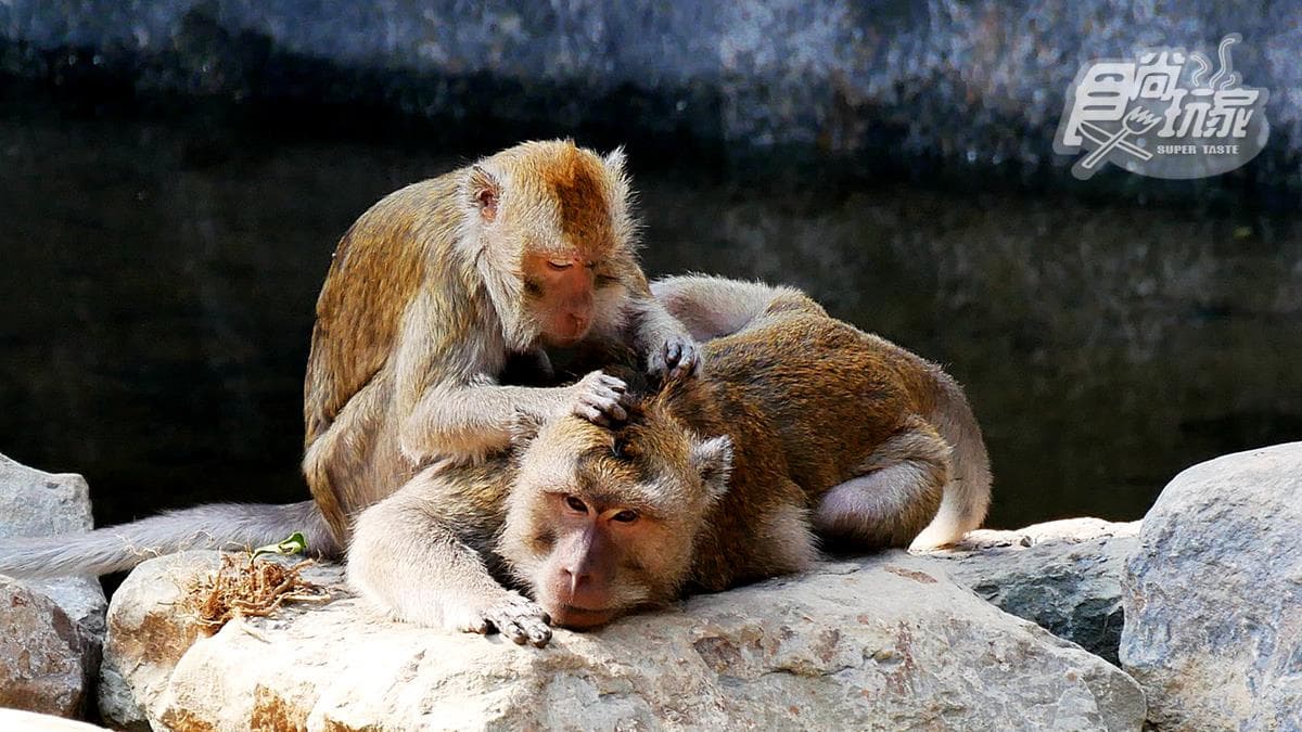 籠子不關動物卻「關人」？地下通道零距離看兩隻老虎，新竹動物園5亮點