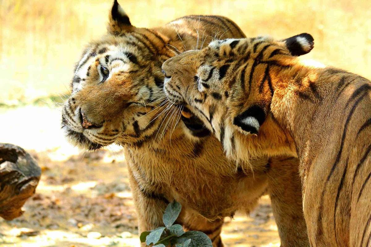 籠子不關動物卻「關人」？地下通道零距離看兩隻老虎，新竹動物園5亮點