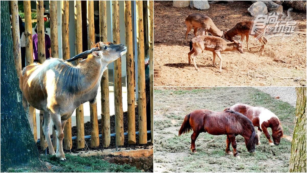 籠子不關動物卻「關人」？地下通道零距離看兩隻老虎，新竹動物園5亮點