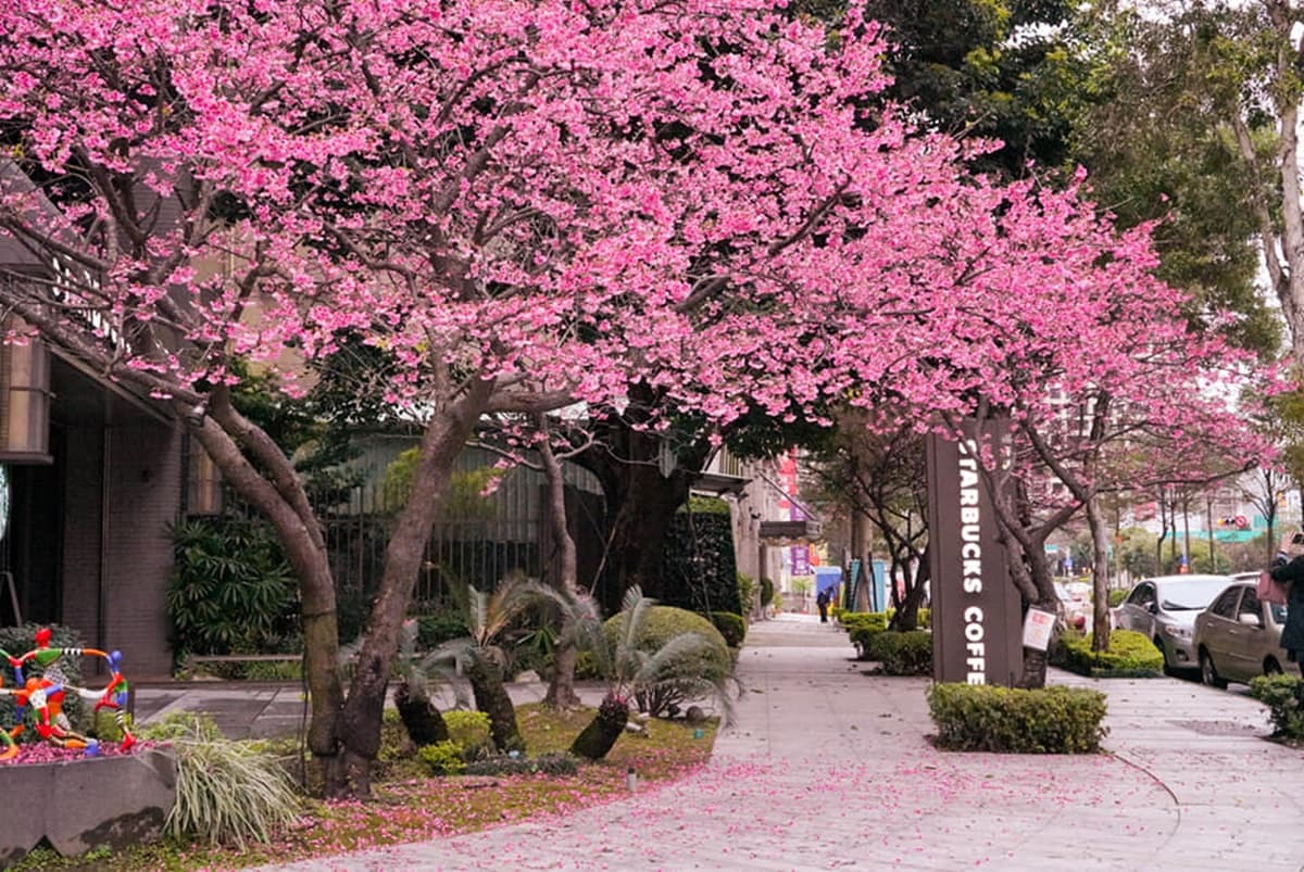 櫻花大爆發!台版「中目黑星巴克」在林口,還可DIY「櫻花外帶杯」拍起來超可愛 櫻花大爆發!台版「中目黑星巴克」在林口,還可DIY「櫻花外帶杯」拍起來超可愛