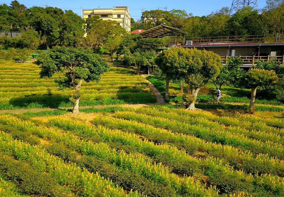 不只有櫻花！台灣春天必拍的「魯冰花海」來了，15公頃金黃花串「閃出整山寶石色」