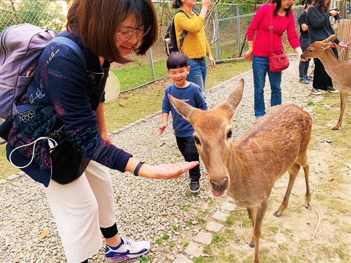 武陵農場「紅粉佳人」開花了！賞櫻+野餐行程好浪漫，交通管制也能上山