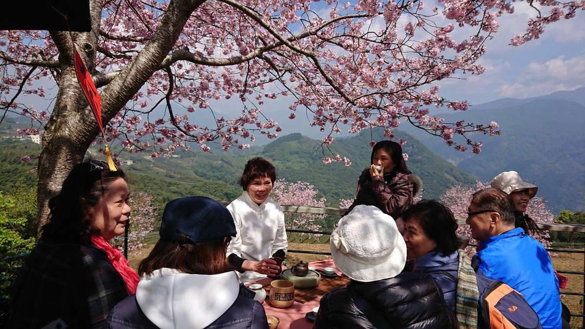 武陵農場「紅粉佳人」開花了！賞櫻+野餐行程好浪漫，交通管制也能上山