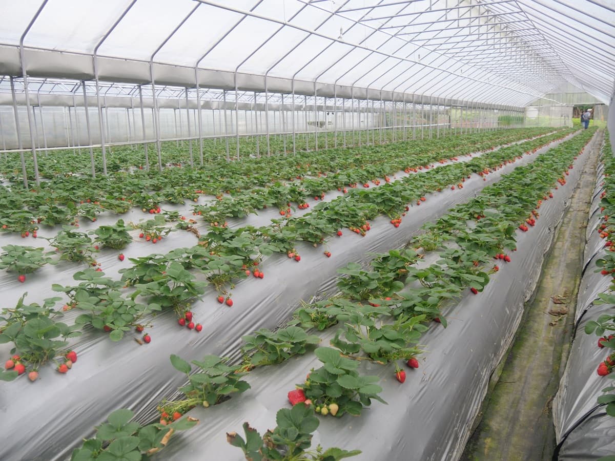 「2020內湖草莓季」開跑！紅通通飽滿草莓超欠摘，還可吃草莓披薩、鬆餅