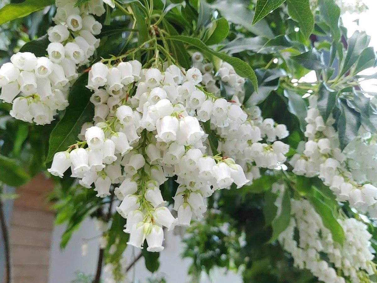 花期僅兩週！超萌馬醉木現身台北，開出整串「白色泡泡風鈴」摸了當心會醉