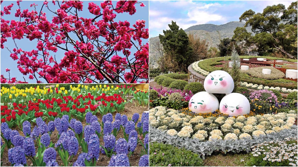 台北賞櫻衝這！2020陽明山花季「櫻花甜開7成」，八重→昭和→吉野櫻接力綻放