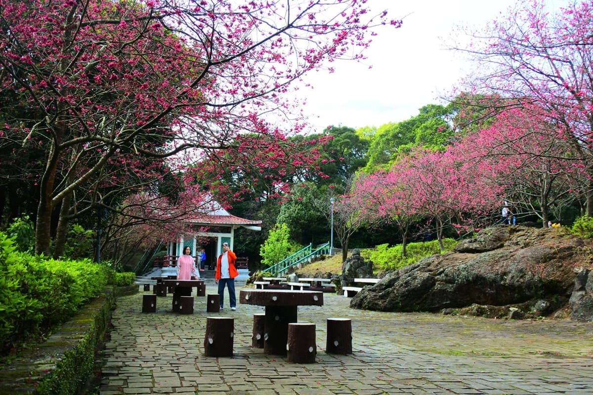 台北賞櫻衝這！2020陽明山花季「櫻花甜開7成」，八重→昭和→吉野櫻接力綻放