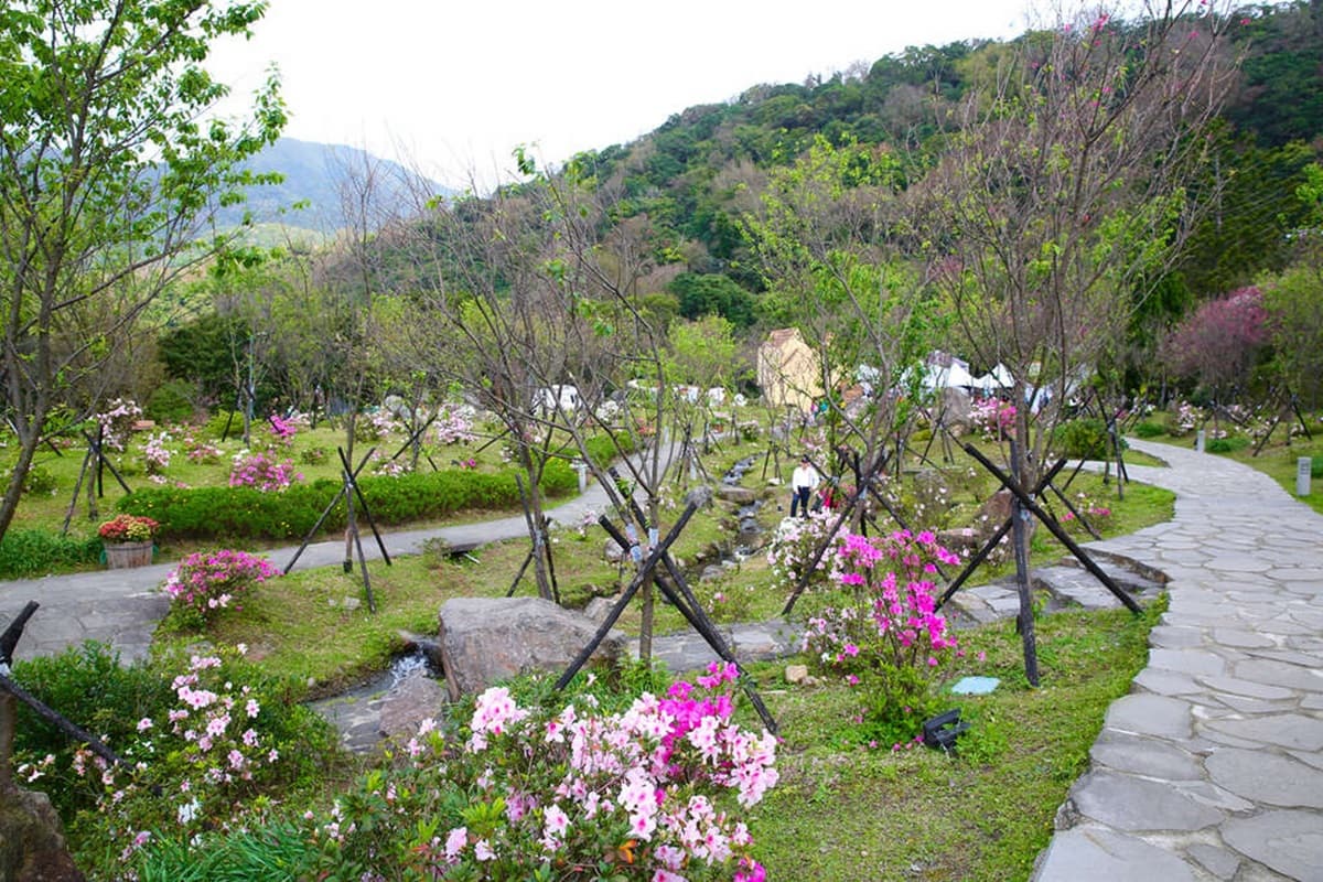 台北賞櫻衝這！2020陽明山花季「櫻花甜開7成」，八重→昭和→吉野櫻接力綻放