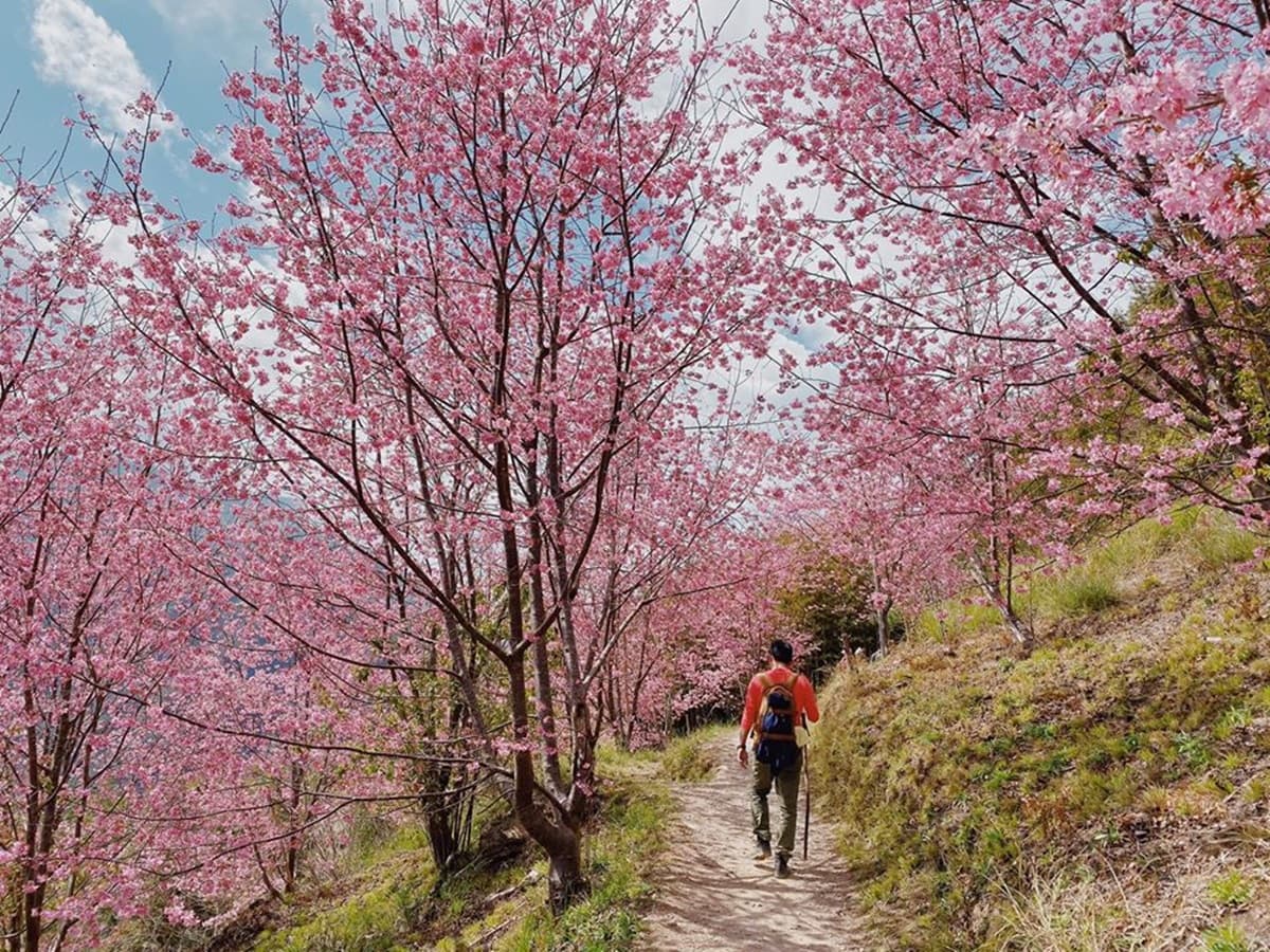 粉色春光追起來！躲在雲裡的櫻花祕境，「上帝的部落」司馬庫斯千棵昭和櫻滿開