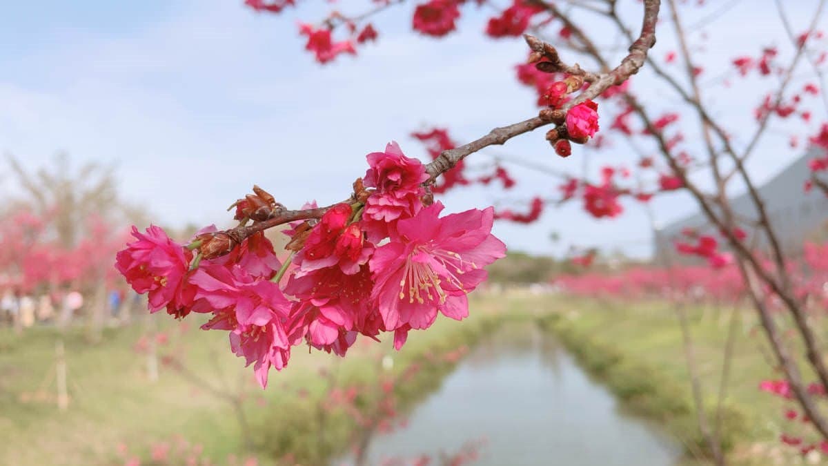 【全台賞櫻12祕境】中南部、宜蘭人賞花囉!6美景免費拍:垂櫻河畔、牡丹櫻山坡 【全台賞櫻12祕境】中南部、宜蘭人賞花囉!6美景免費拍:垂櫻河畔、牡丹櫻山坡