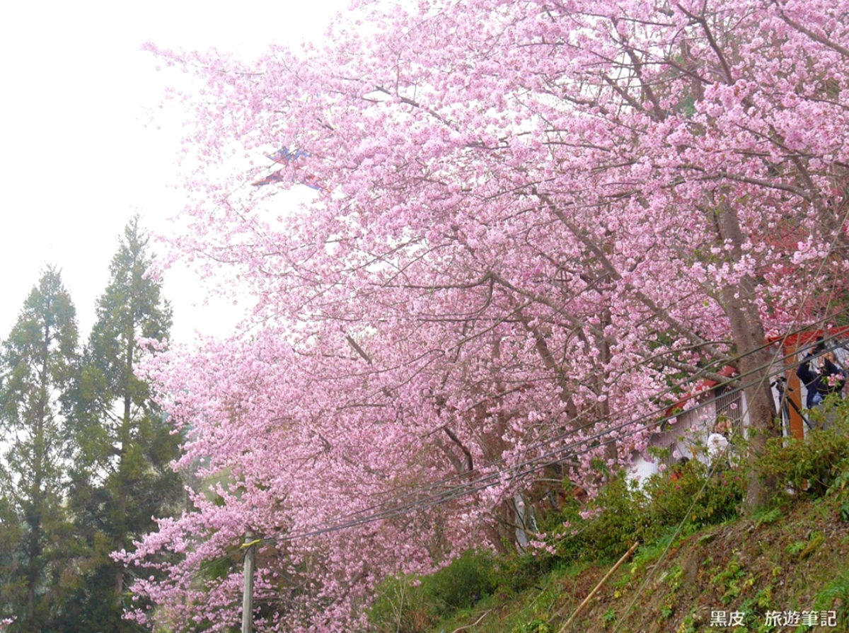 桃園拉拉山恩愛農場「富士櫻」「千島櫻」接力開，甜粉櫻花超大朵「開到胖嘟嘟」