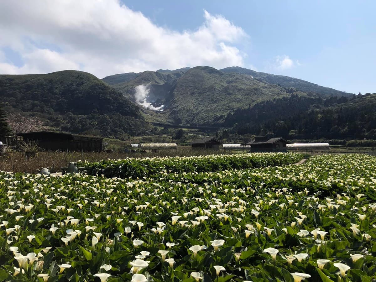 提早開花了！陽明山竹子湖、頂湖「純白海芋」盛放一大片，隨手拍都是滿滿仙氣