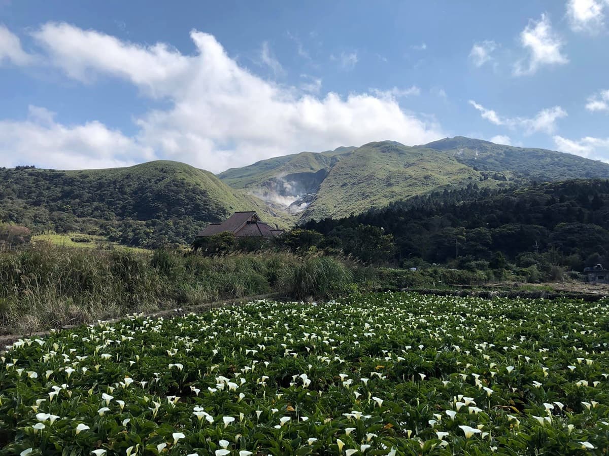 提早開花了！陽明山竹子湖、頂湖「純白海芋」盛放一大片，隨手拍都是滿滿仙氣