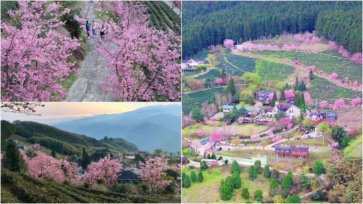 宮崎駿級「粉紅小鎮」在新竹!藏在深山的「祕境櫻花季」開跑,雲海+日出超美