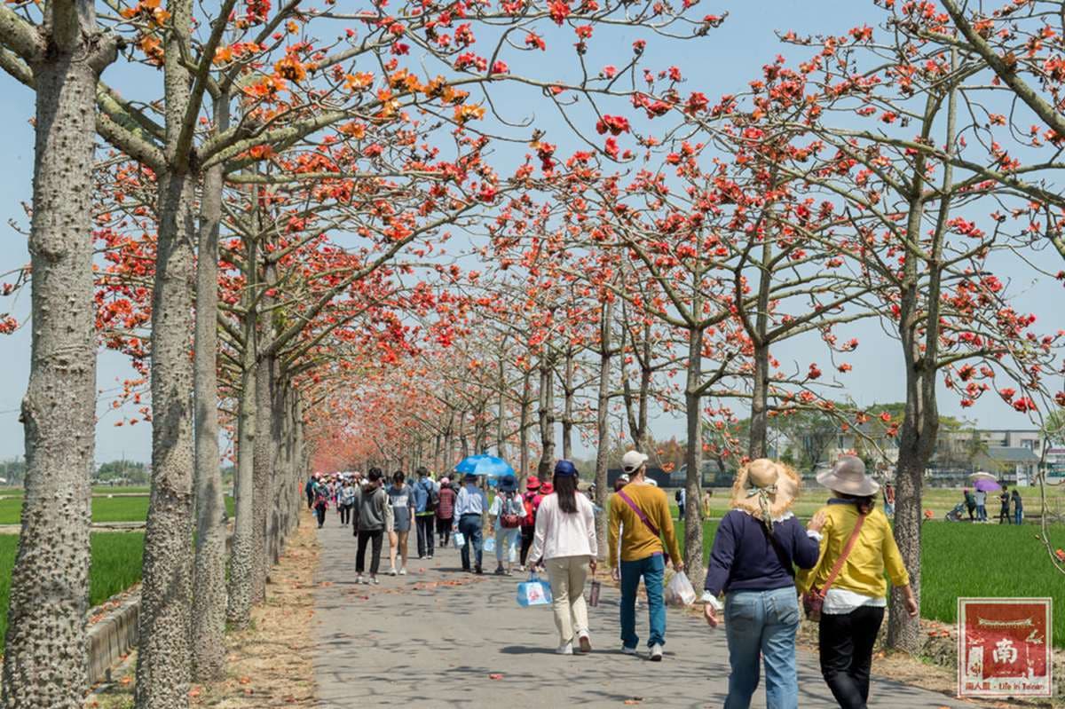 全球最美!3月必拍橘紅花道在這裡,加碼再推薦14處熱門賞花點 全球最美!3月必拍橘紅花道在這裡,加碼再推薦14處熱門賞花點