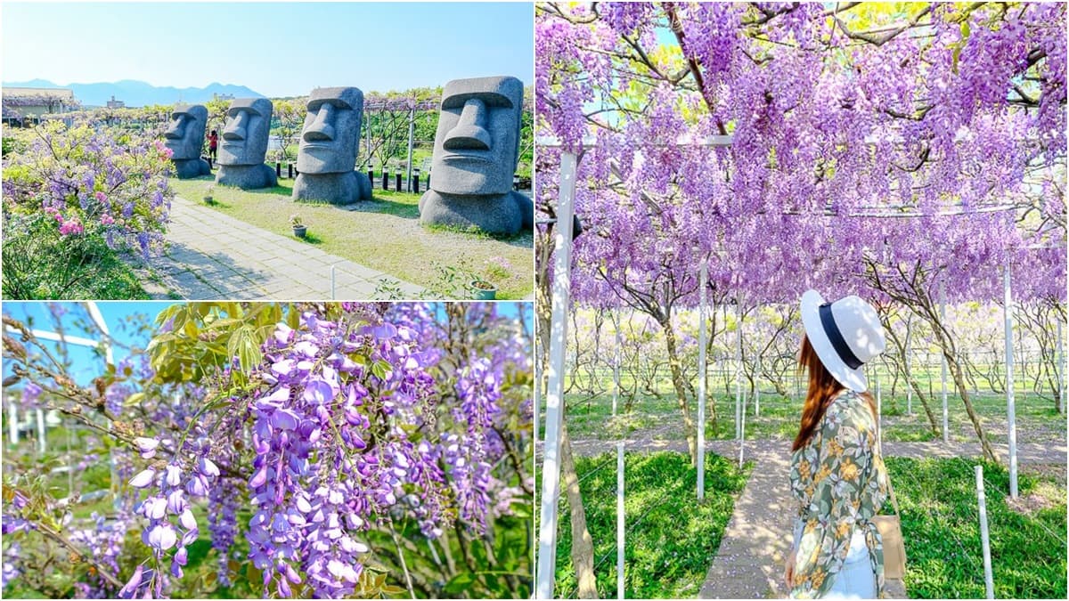 全台最大「紫藤花園」在淡水！千株紫藤花「從天灑下」最美花期曝光，順拍摩艾石像
