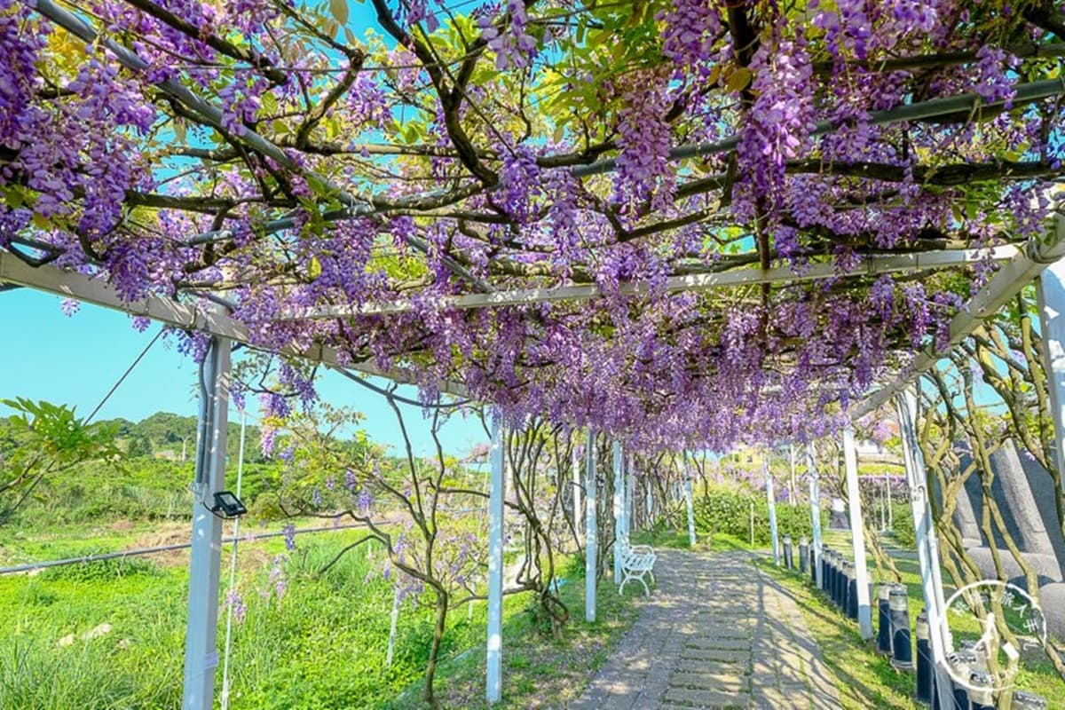 全台最大「紫藤花園」在淡水!千株紫藤花「從天灑下」最美花期曝光,順拍摩艾石像 全台最大「紫藤花園」在淡水!千株紫藤花「從天灑下」最美花期曝光,順拍摩艾石像