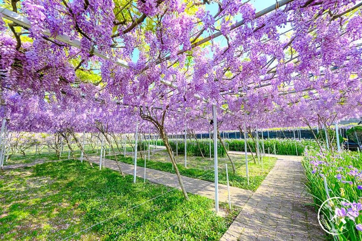 全台最大「紫藤花園」在淡水!千株紫藤花「從天灑下」最美花期曝光,順拍摩艾石像 全台最大「紫藤花園」在淡水!千株紫藤花「從天灑下」最美花期曝光,順拍摩艾石像