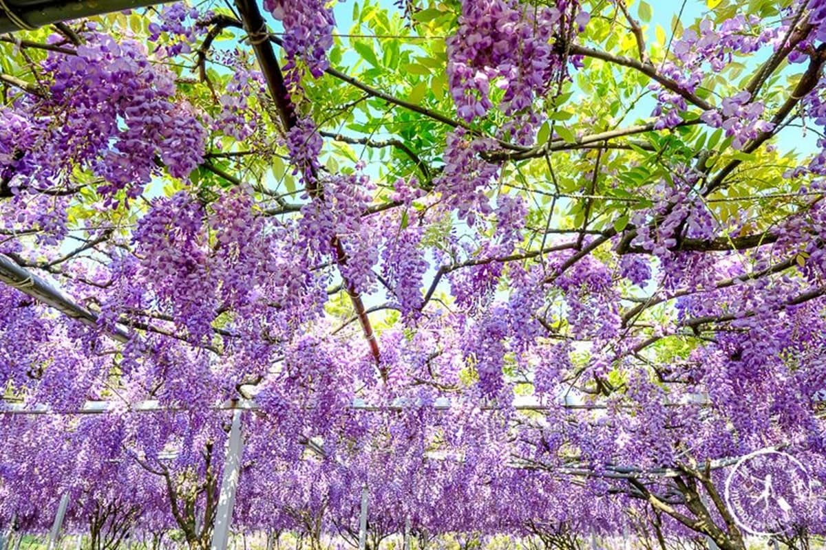 全台最大「紫藤花園」在淡水!千株紫藤花「從天灑下」最美花期曝光,順拍摩艾石像 全台最大「紫藤花園」在淡水!千株紫藤花「從天灑下」最美花期曝光,順拍摩艾石像