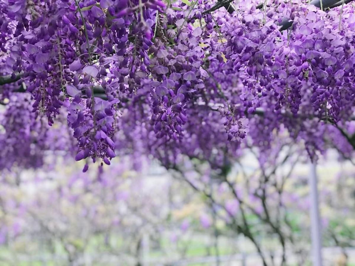 全台最大「紫藤花園」在淡水!千株紫藤花「從天灑下」最美花期曝光,順拍摩艾石像 全台最大「紫藤花園」在淡水!千株紫藤花「從天灑下」最美花期曝光,順拍摩艾石像