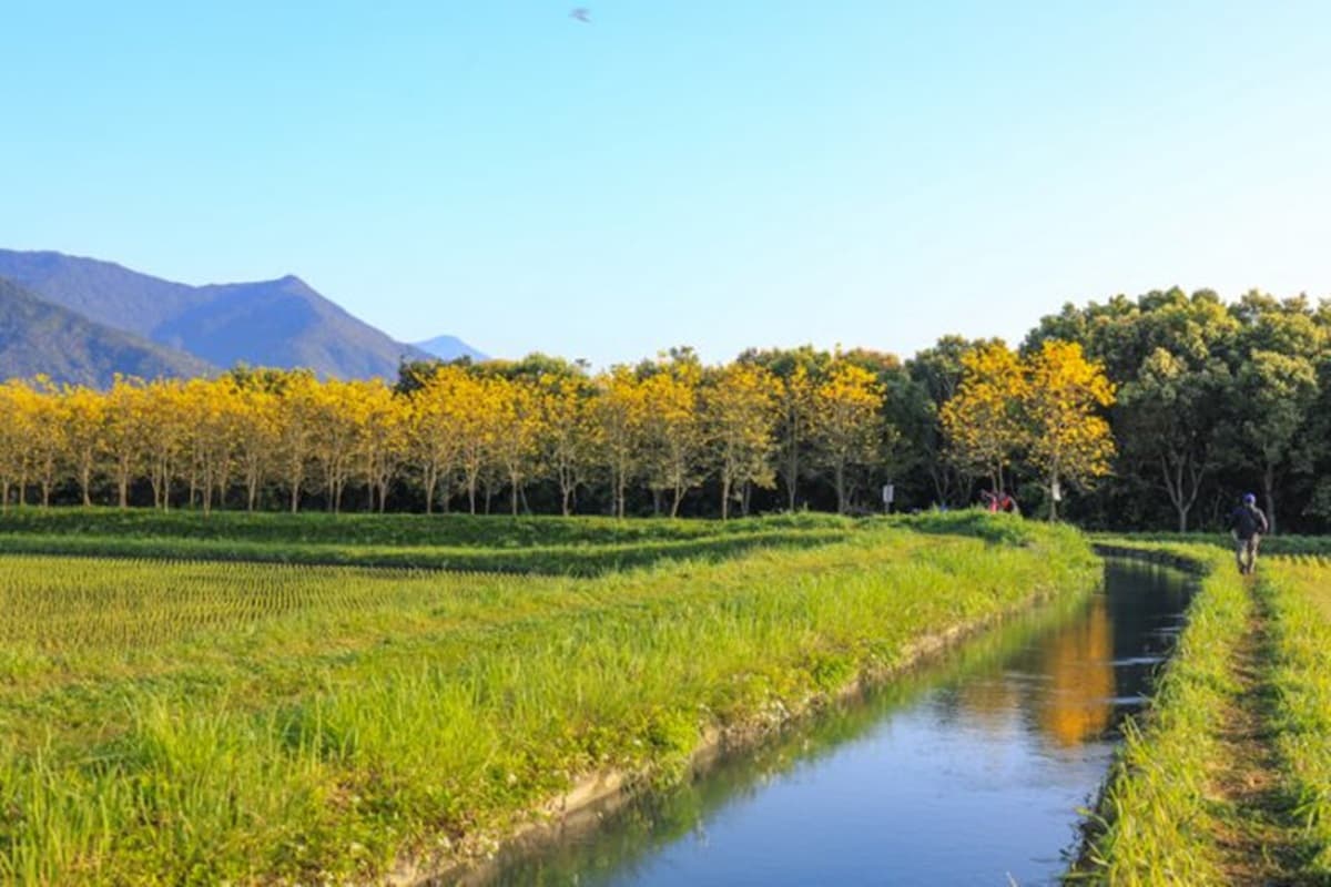 洗版IG必拍！全台唯一「雙層風鈴木花道」，把握3月「這6天」開最滿