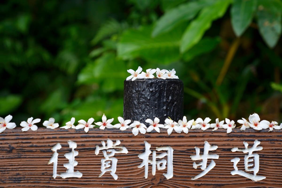 新北桐花祭「取消聚集活動」！全新「防疫玩法」出爐：線上賞花、桐花地圖自己找祕境