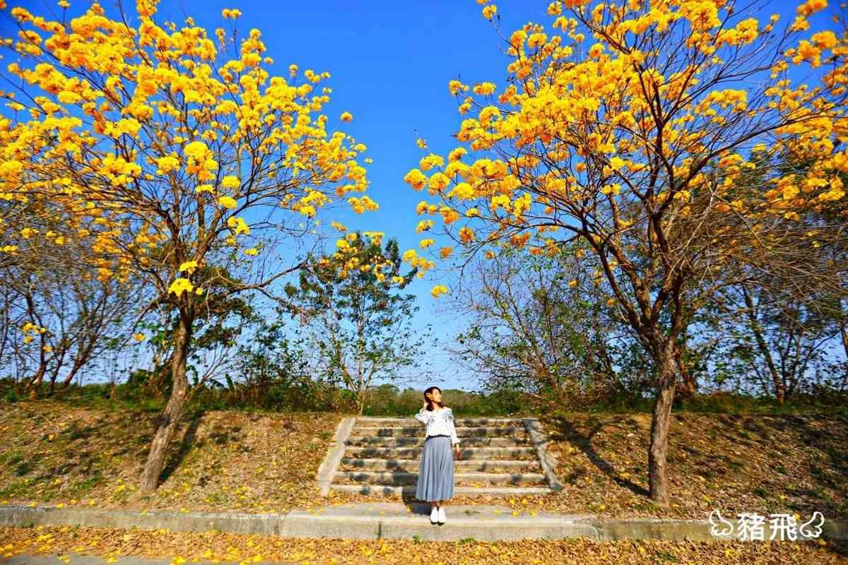 春天專屬的黃金燦爛！嘉義黃花風鈴木2個「花海隧道」美翻了