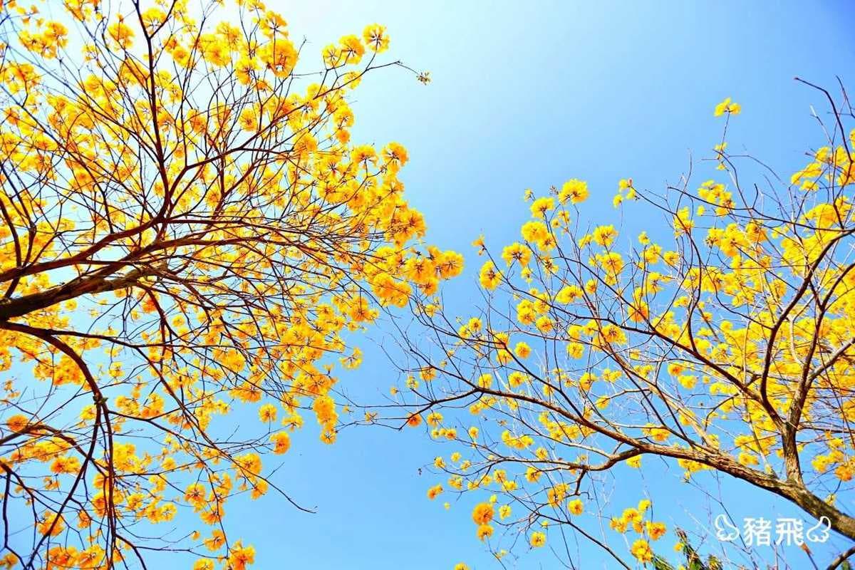春天專屬的黃金燦爛！嘉義黃花風鈴木2個「花海隧道」美翻了