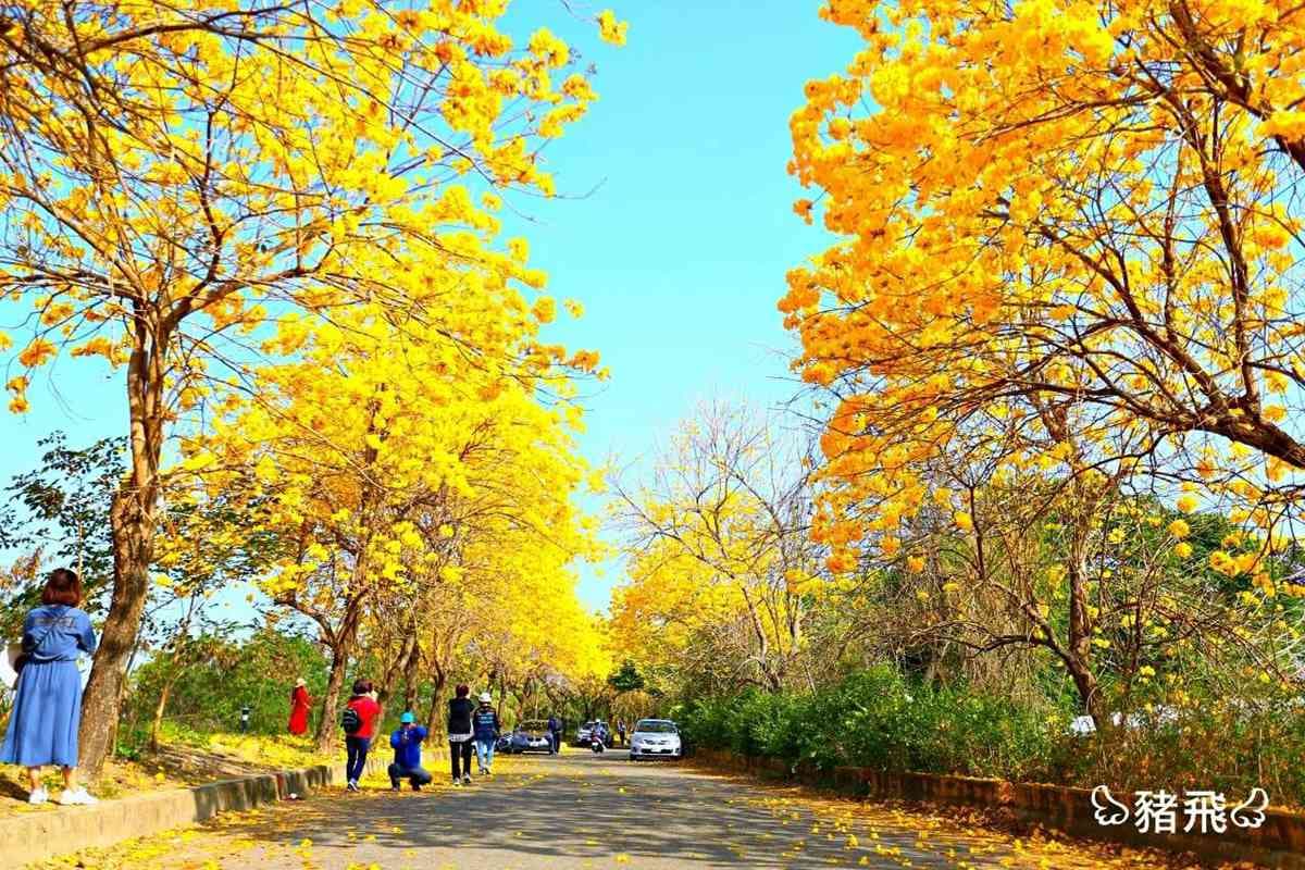 春天專屬的黃金燦爛！嘉義黃花風鈴木2個「花海隧道」美翻了